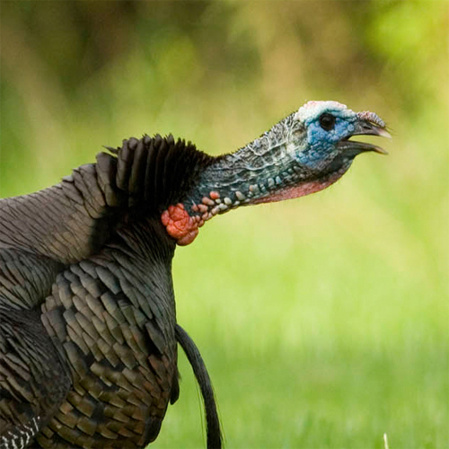 Alabama Wildlife Federation