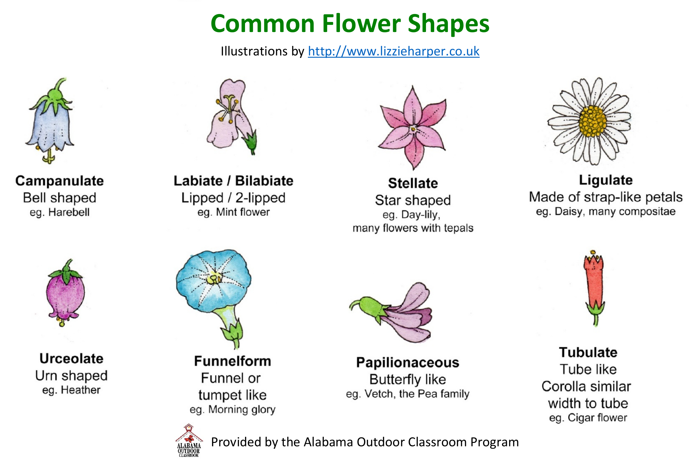 so many types of flowers 🌹  Flower identification, Flower chart, Flower  types chart