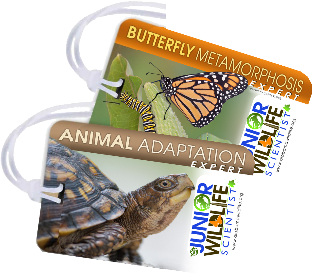 Junior wildlife scientist program first grade awf