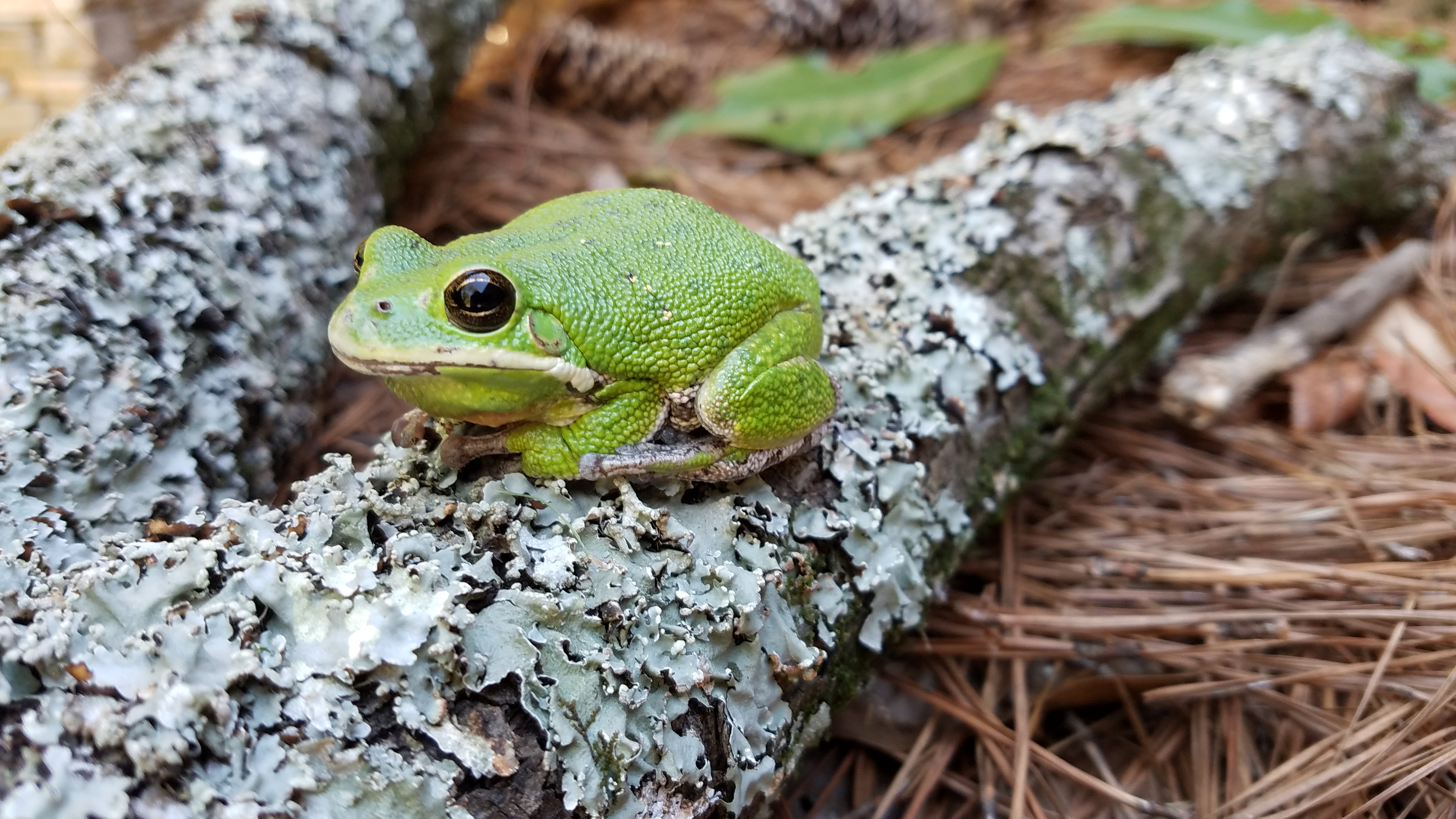 Barking Tree Frog by Tyler Burgener