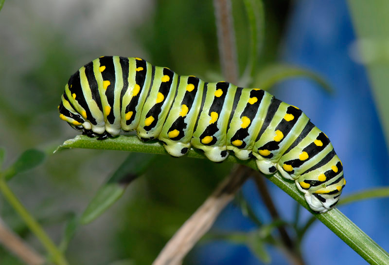 Black Swallowtail Caterpillar Pic by Lewis Scharpf