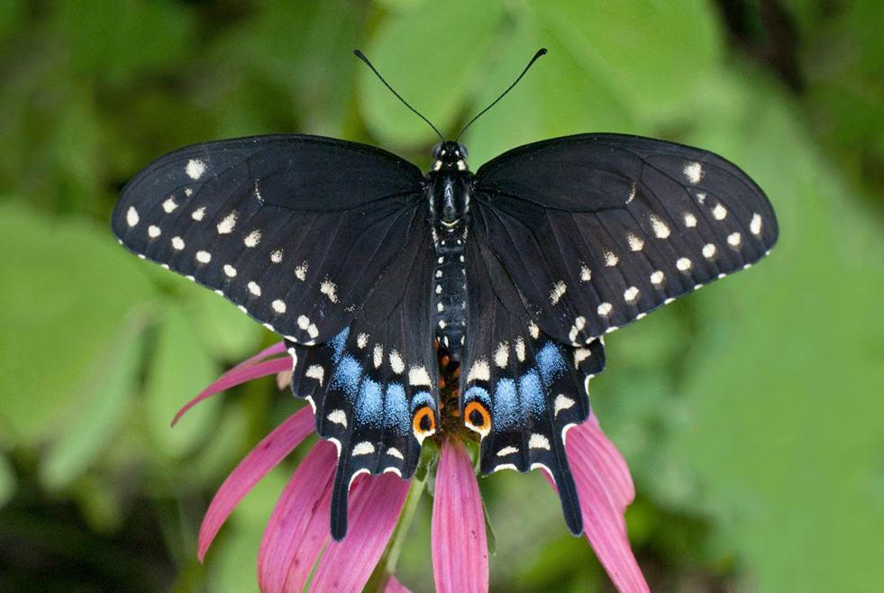Black-Swallowtail-Pic-by-Sara-Bright-ABA