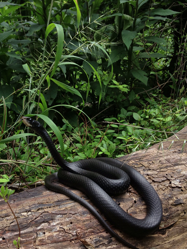 Wonders Of Wildlife Black Racer Awf