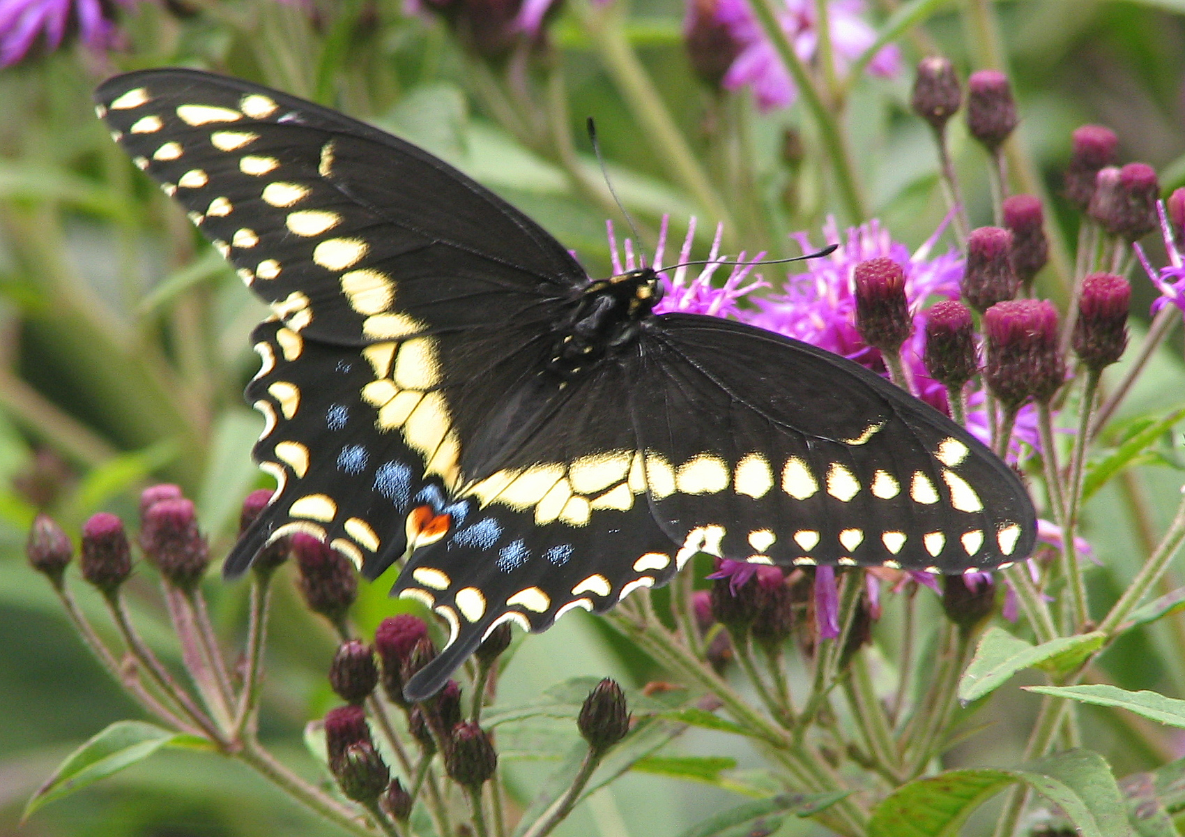 https://www.alabamawildlife.org/uploadedFiles/Image/image-20201005170357-1.jpeg