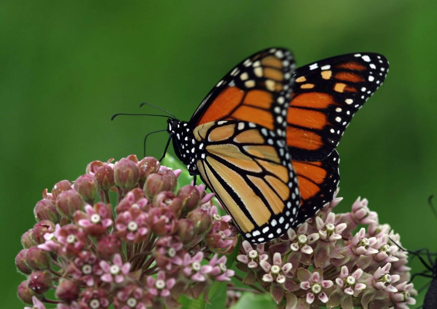 monarch butterfly on milkweed