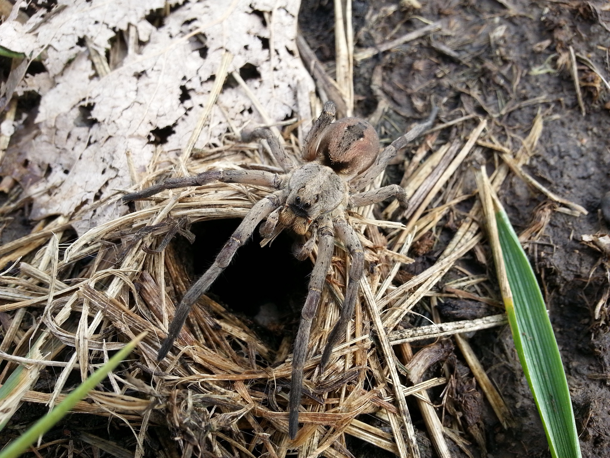 Spiders of the Carolinas