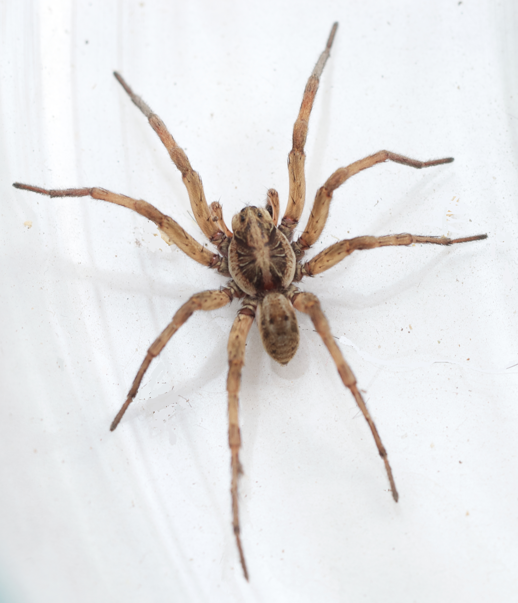 Wonders of Wildlife Carolina Wolf Spider AWF