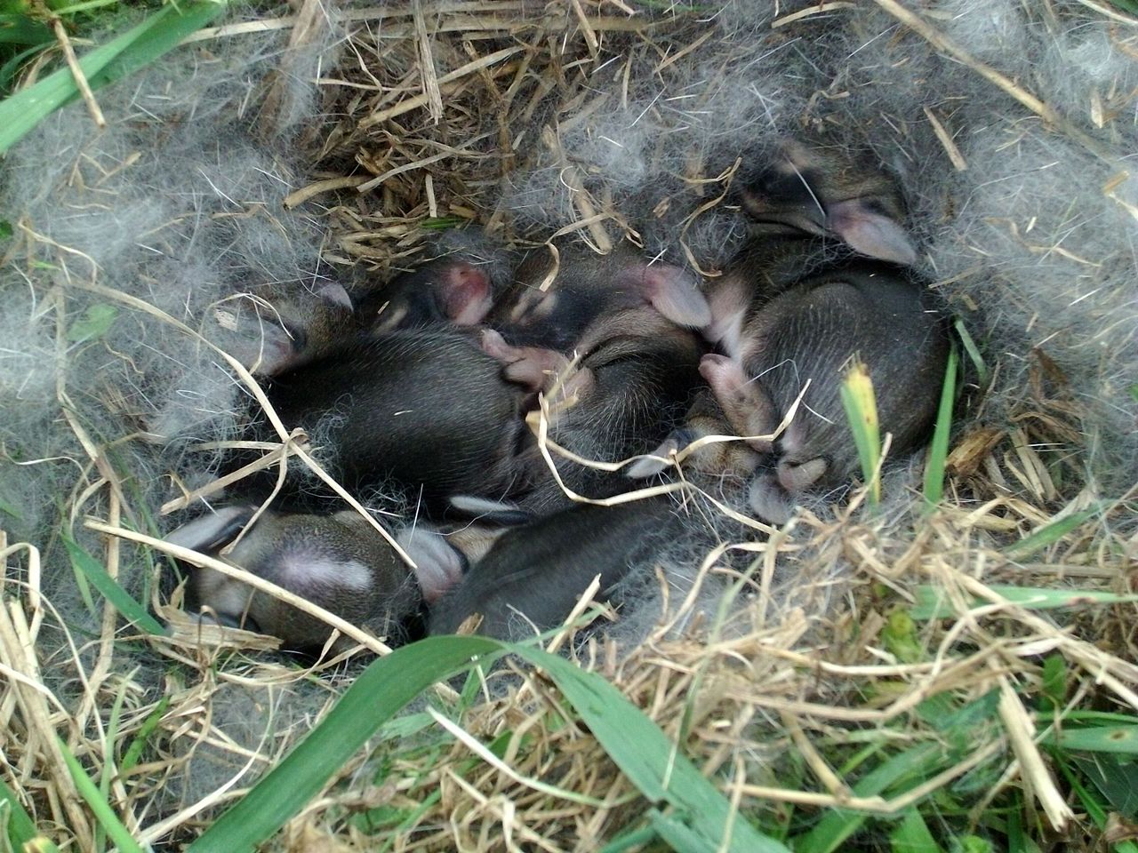 Eastern Cottontail  State of Tennessee, Wildlife Resources Agency