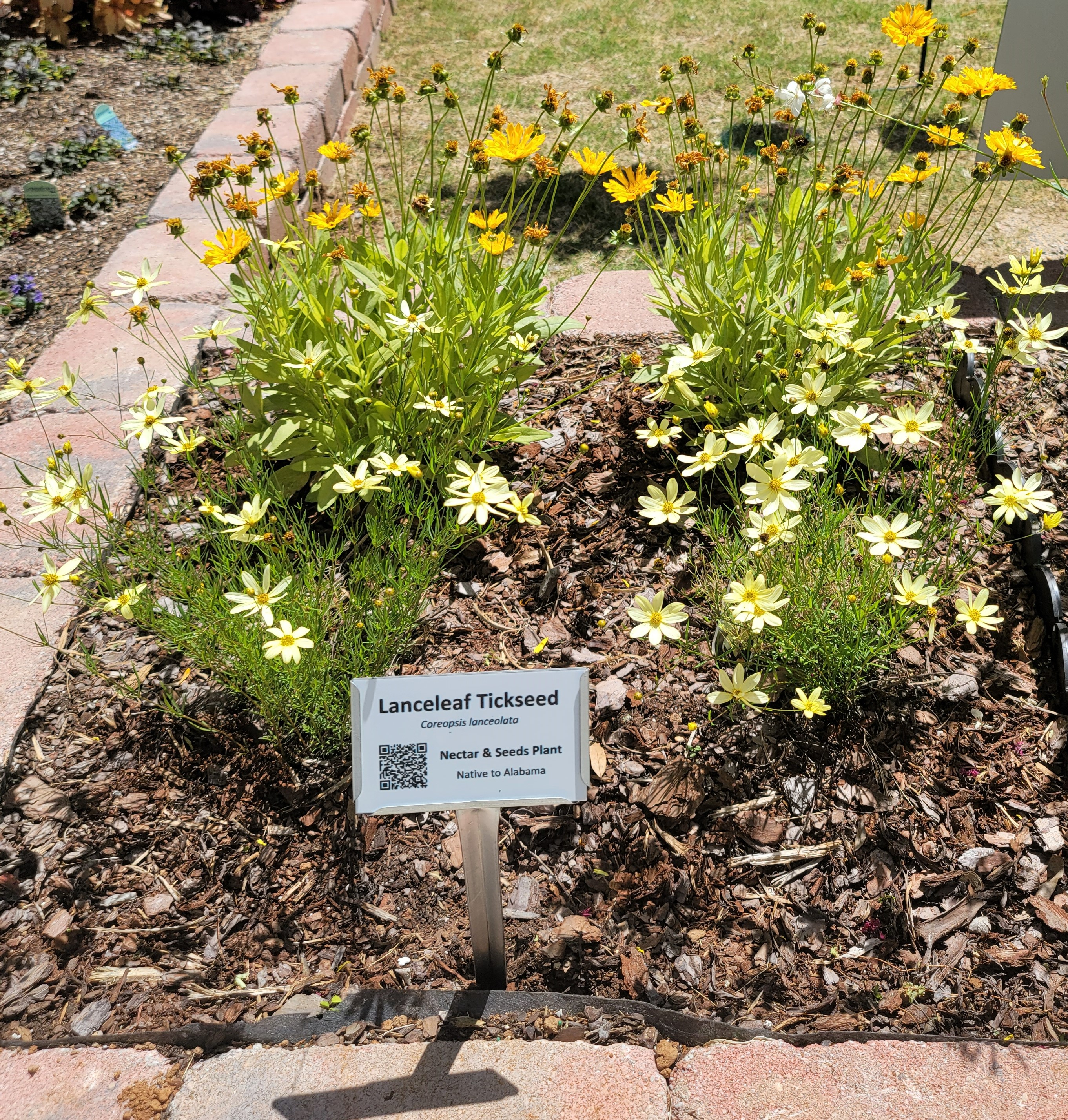 Example Plant ID Sign with QR Code