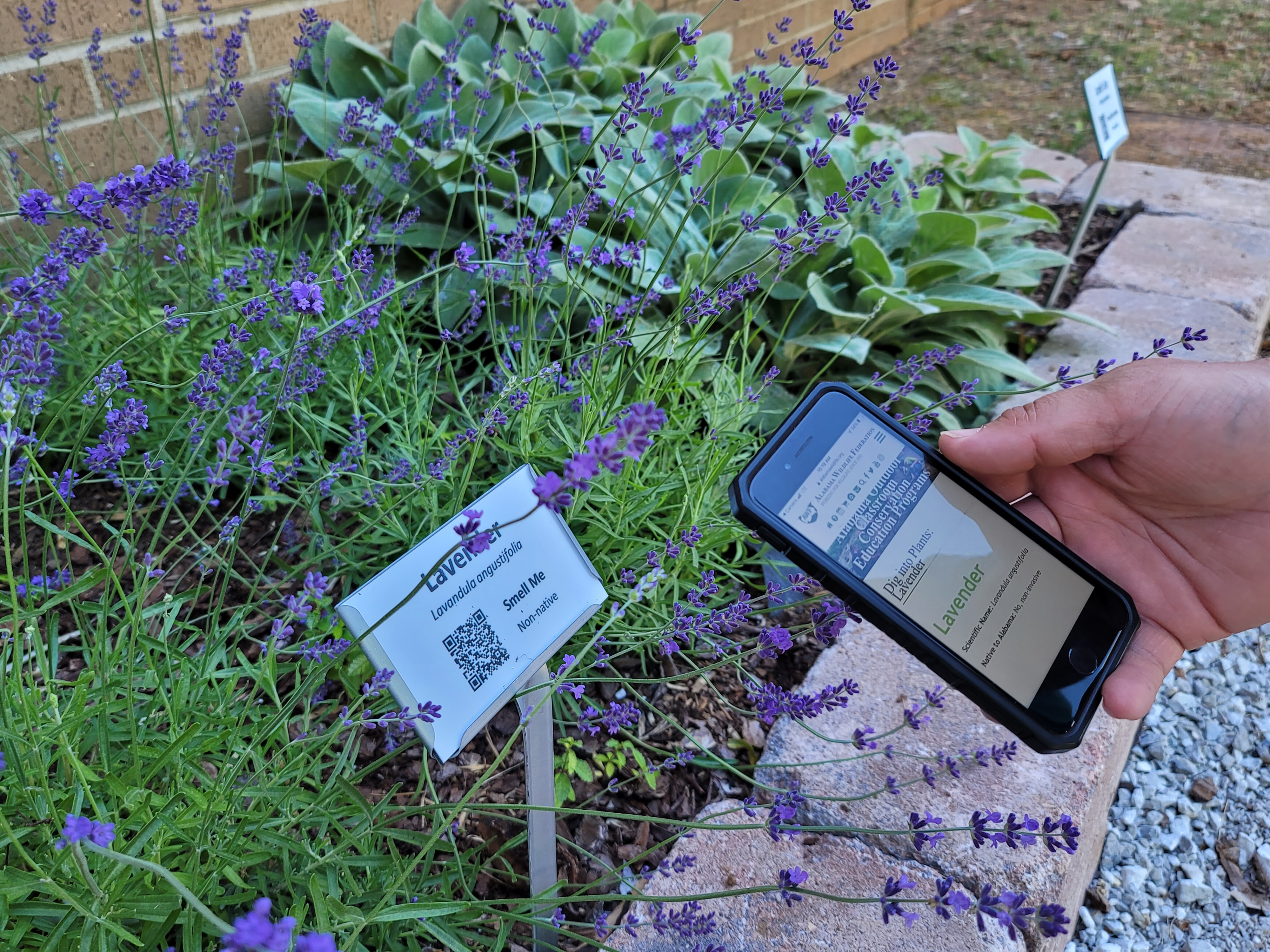Example Plant ID Sign with QR Code