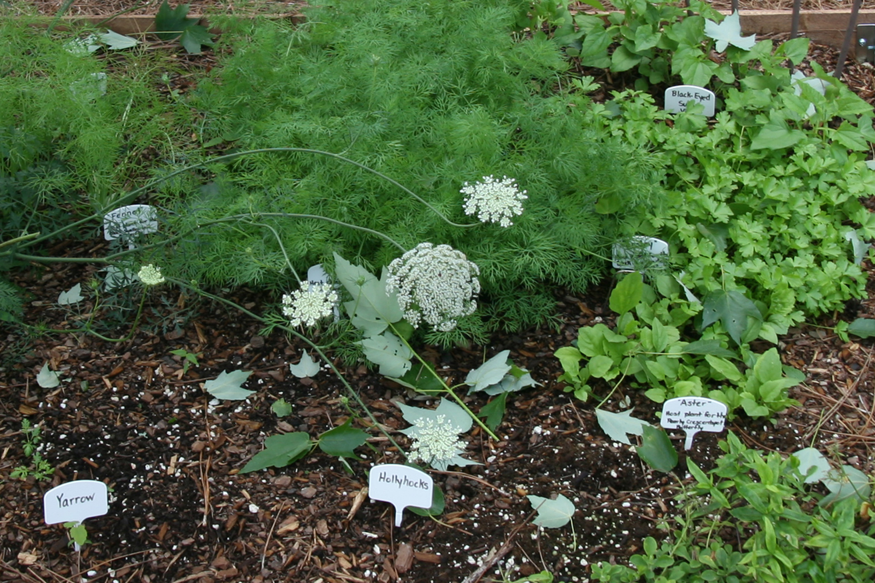 Example Plant ID Signs