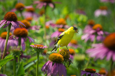 Goldfinch on Coneflower Pic by Pen Waggener