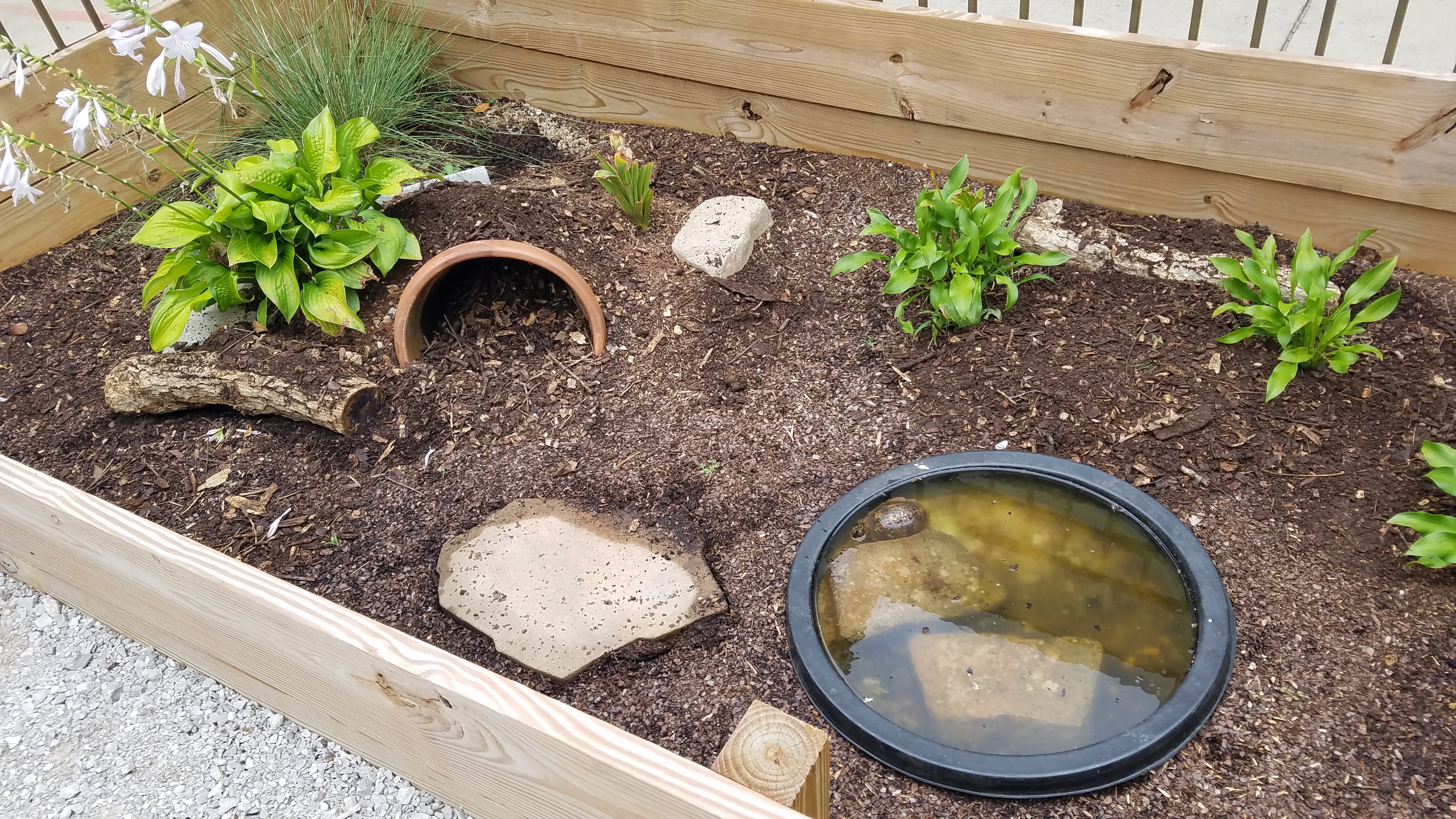 Elementary Ecosystem Investigation Box Turtle Habitat AWF