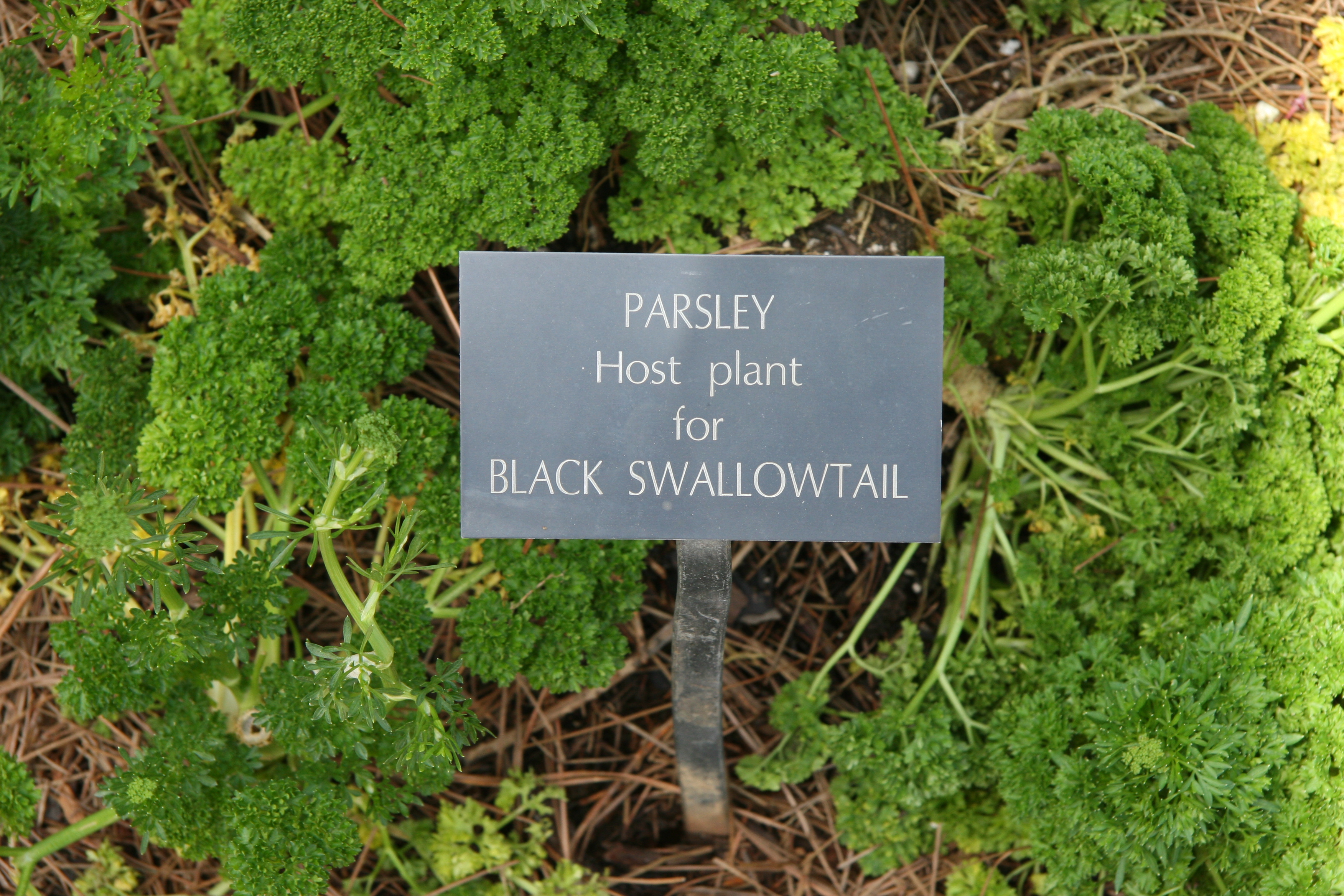 Example Plant ID Sign #3