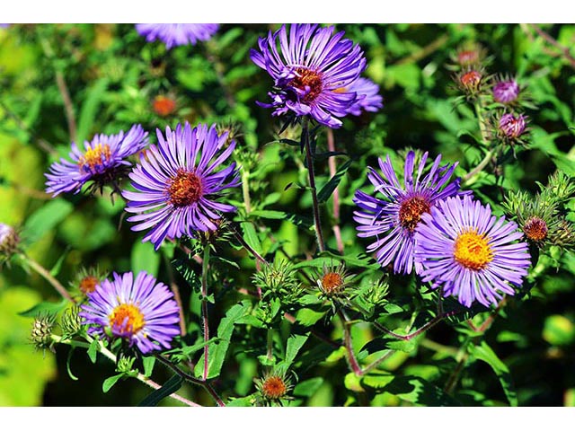 Delta children aster new arrivals