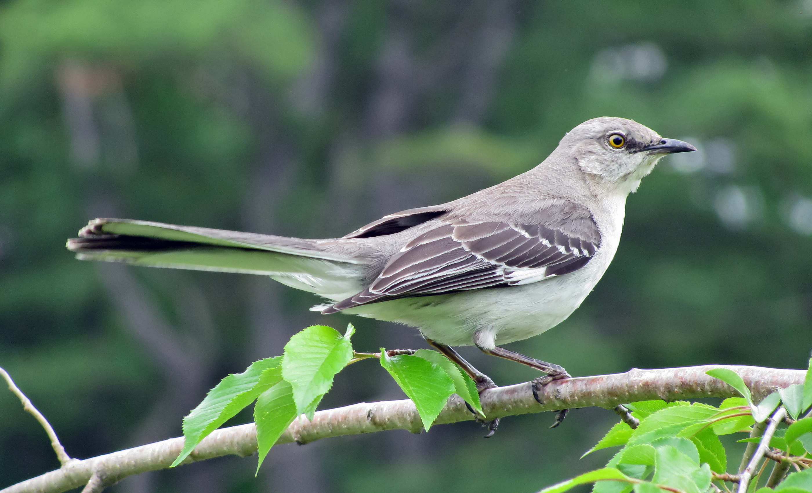 Mockingbird