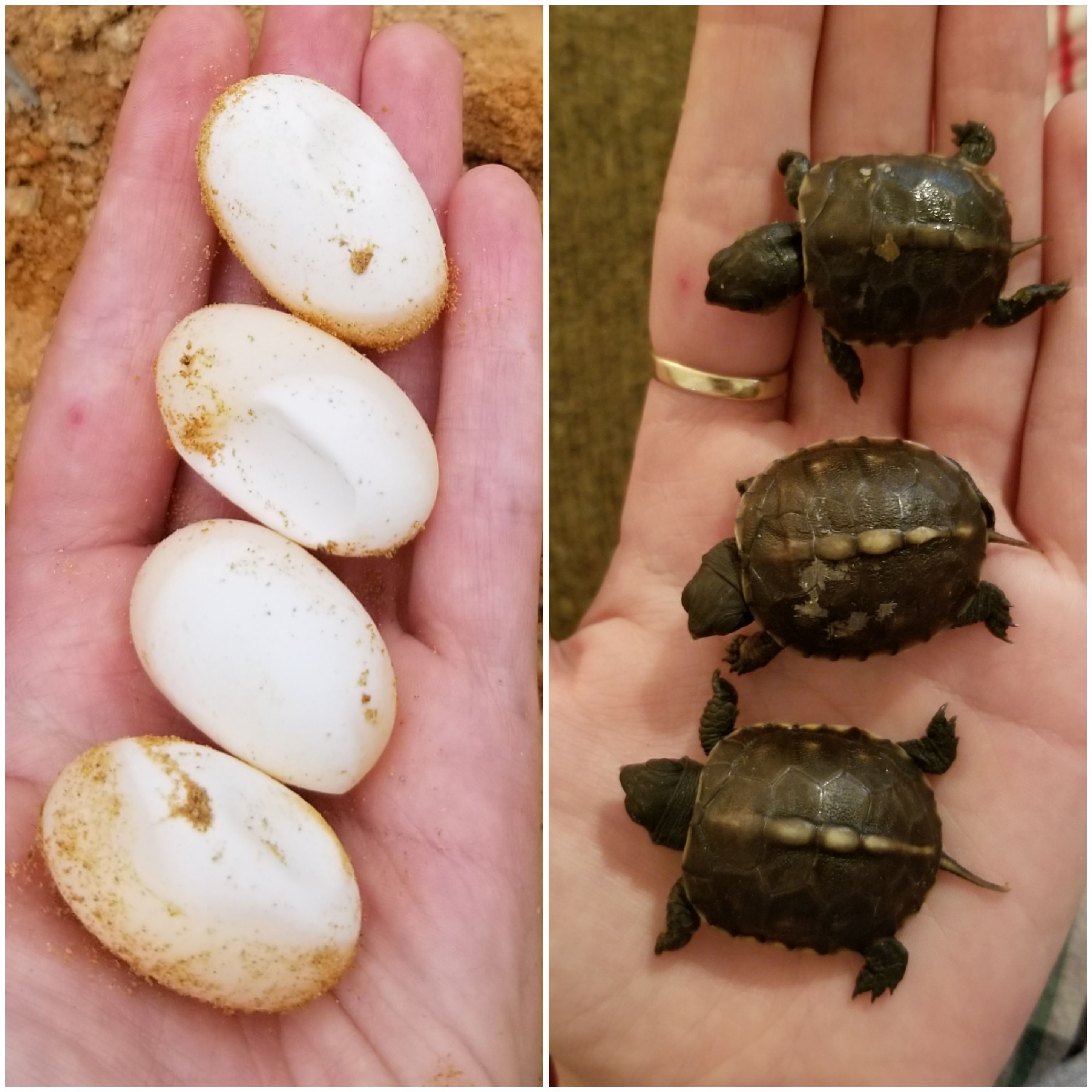 How Big Are Box Turtle Eggs?