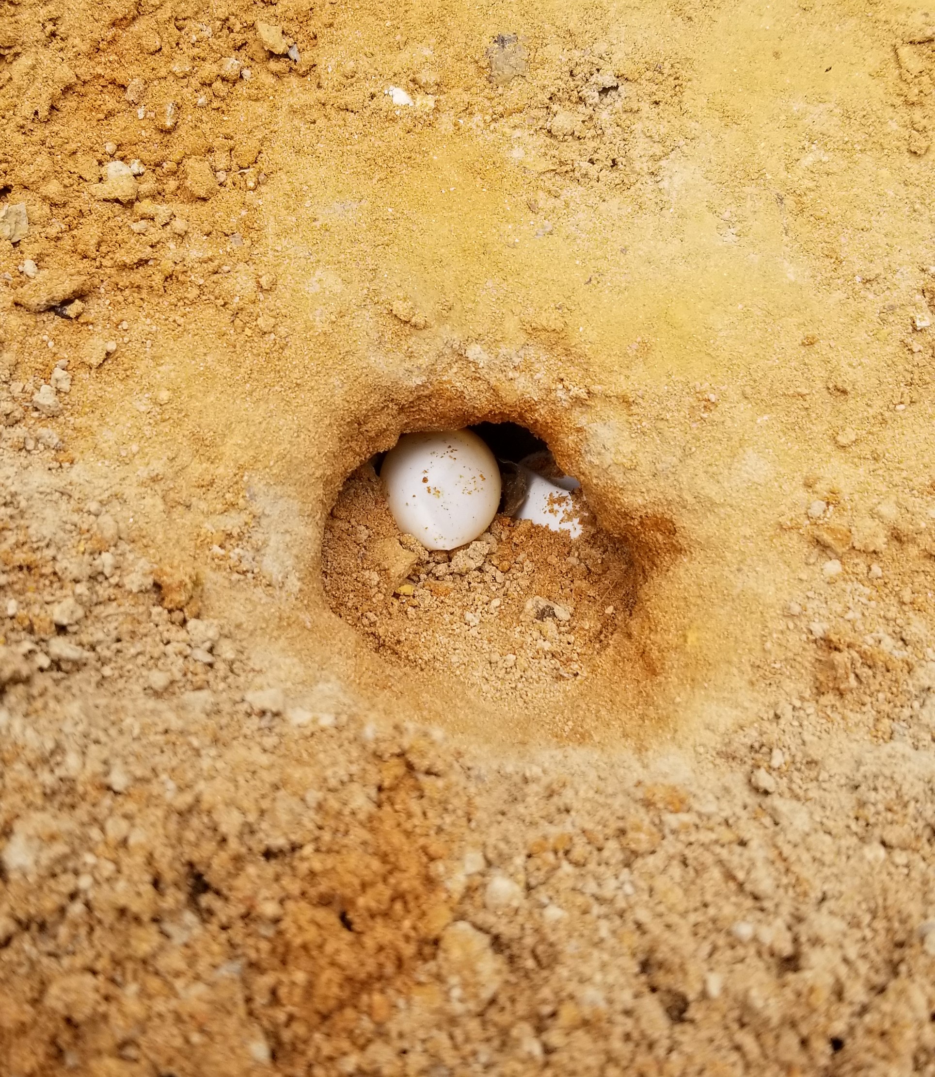 Eastern Box Turtle nest