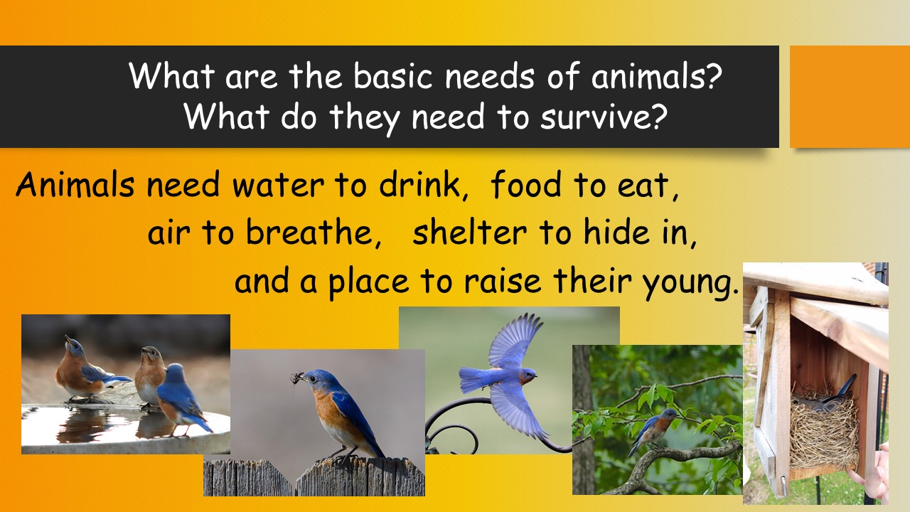 Field Investigation: Basic Needs of Living Things | AWF Field Investigation: Basic Needs of Living Things | AWF