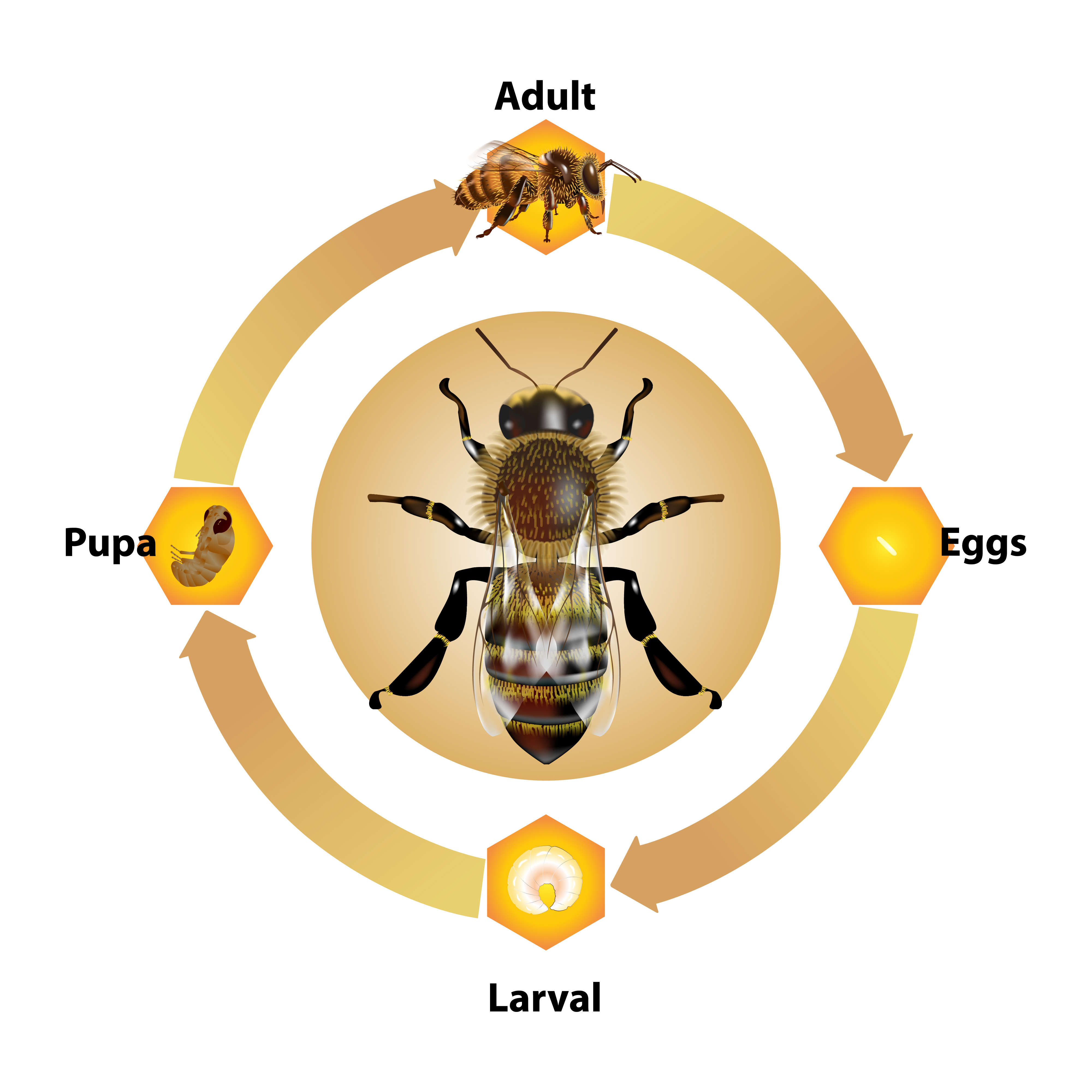 Honeybee, Characteristics, Habitat, Life Cycle, & Facts