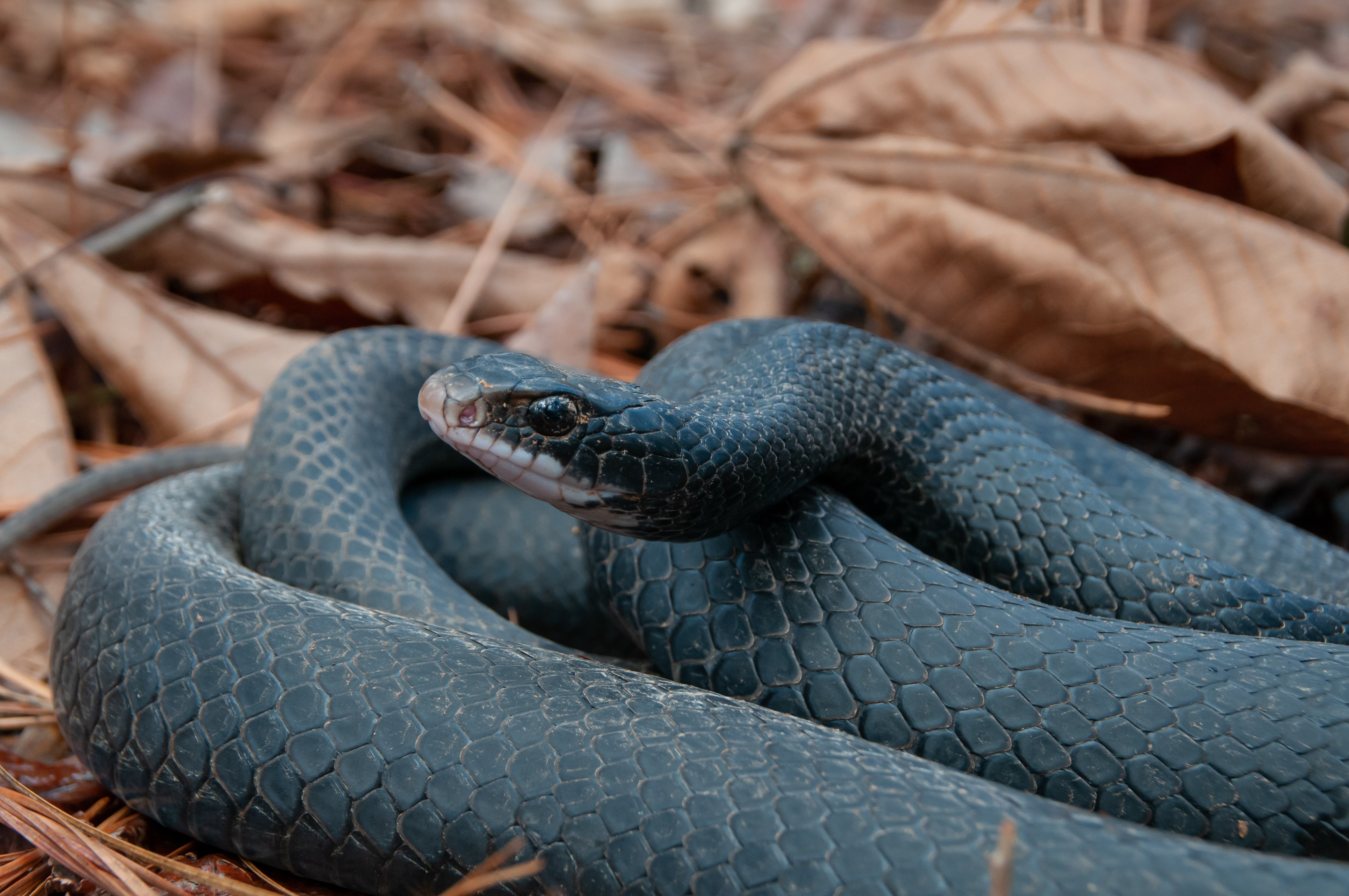 Wonders Of Wildlife Black Racer Awf