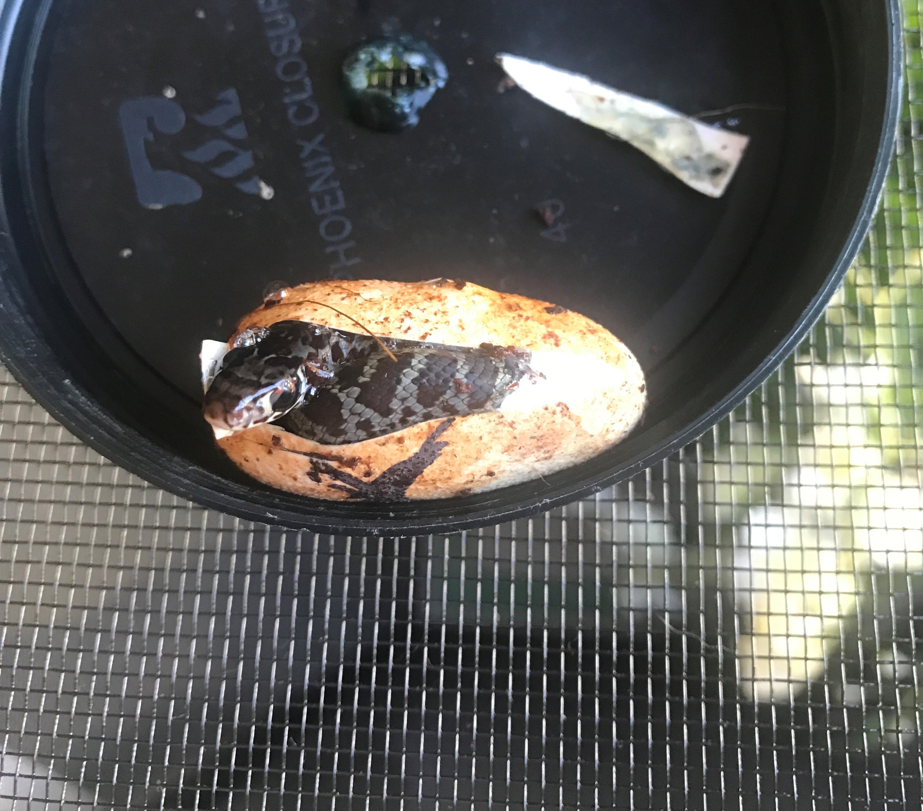 black racer hatching