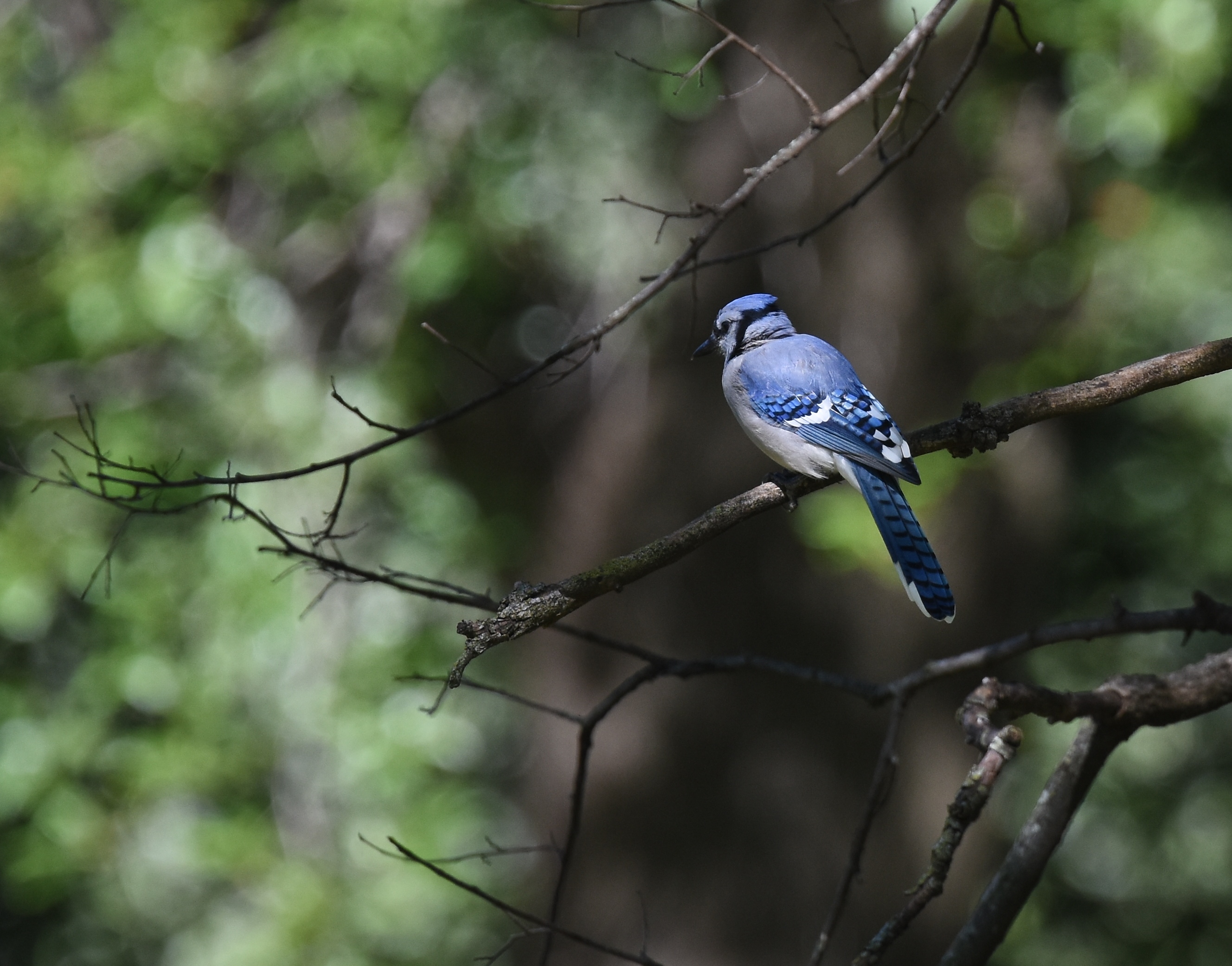 https://www.alabamawildlife.org/uploadedFiles/Image/OC_Blue_Jay_Intro.jpg