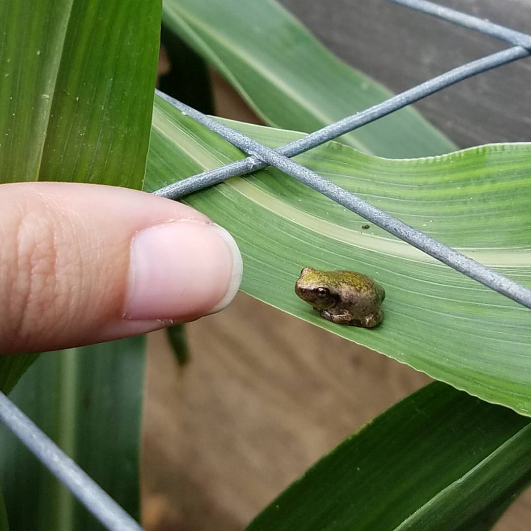 Baby Gray Tree Frog, I released the last of the baby frogs …