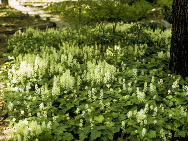 Foamflower discount