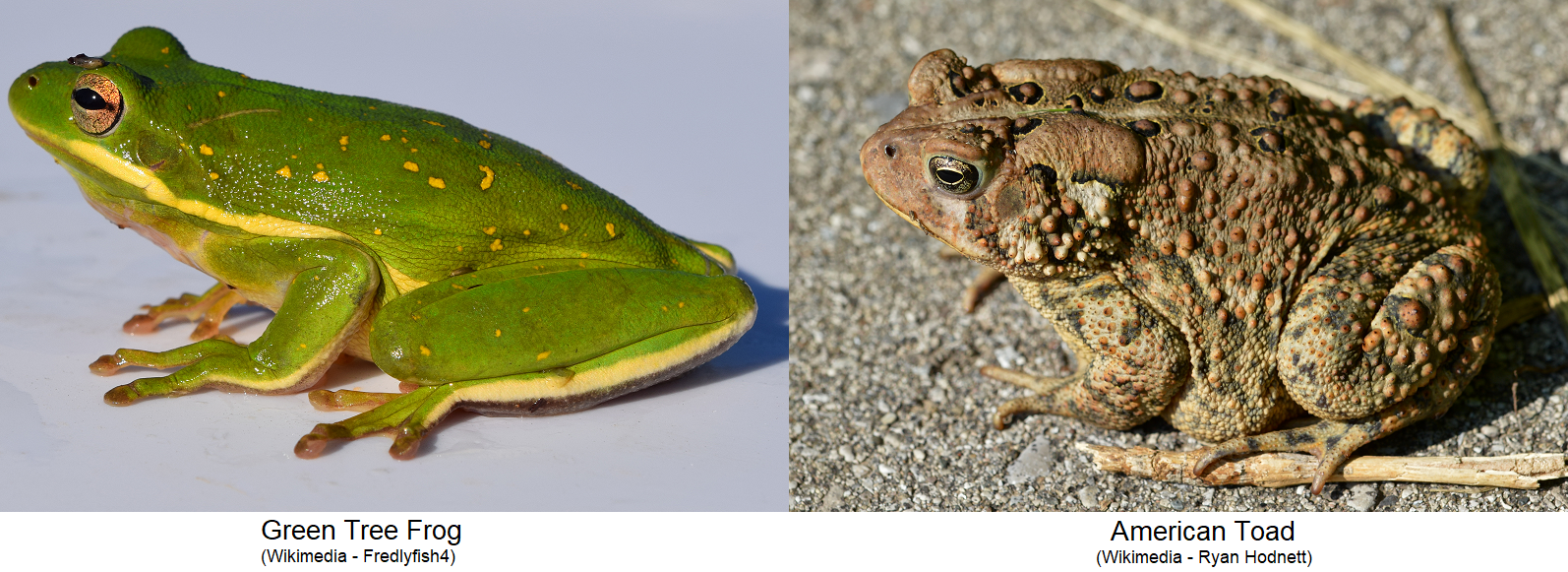 Elementary Ecosystem Investigation: Frog and Toad Habitat | AWF