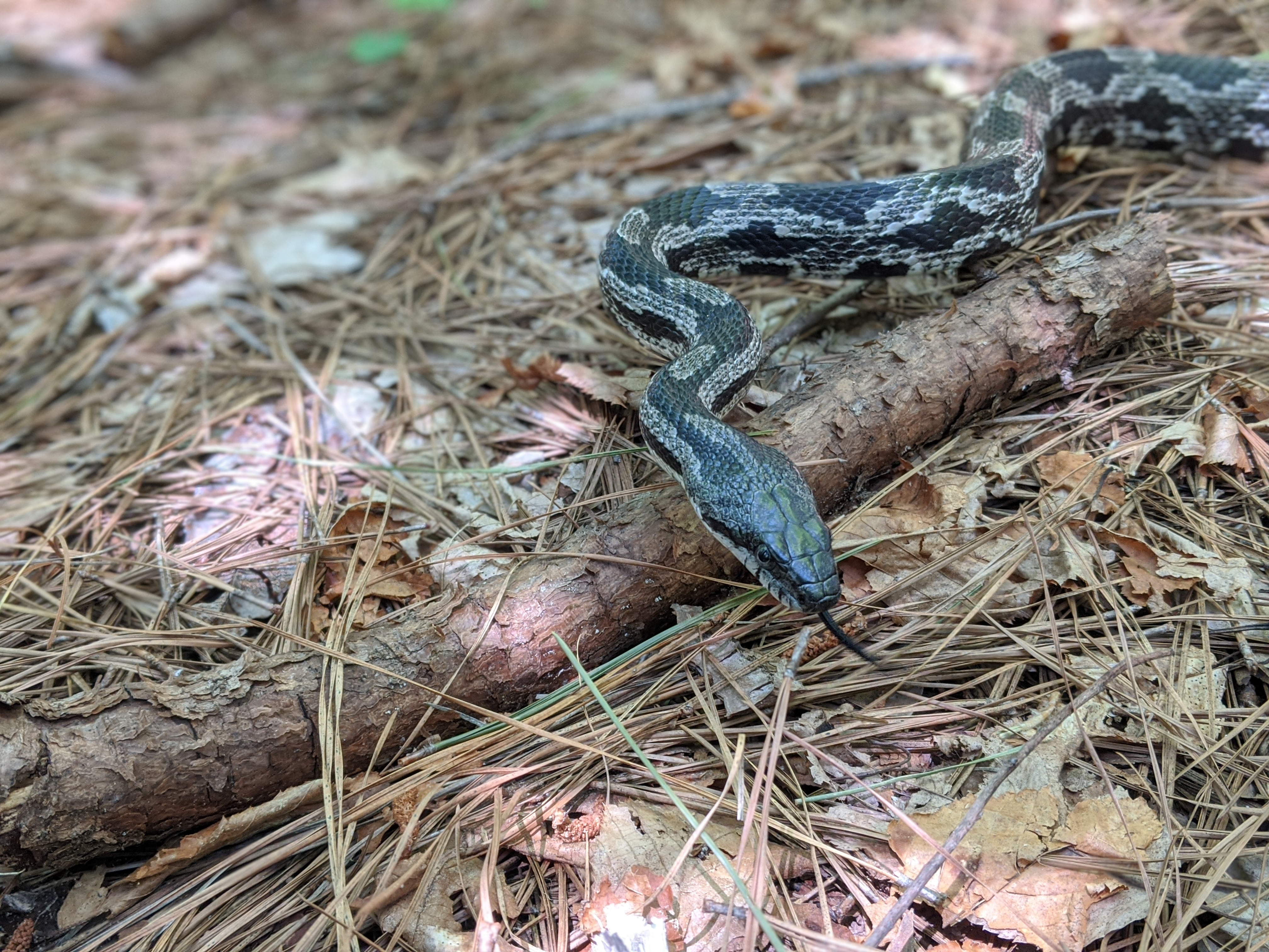 gray ratsnake