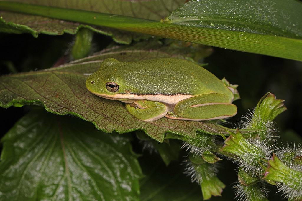 Wonders of Wildlife: Green Treefrog | AWF