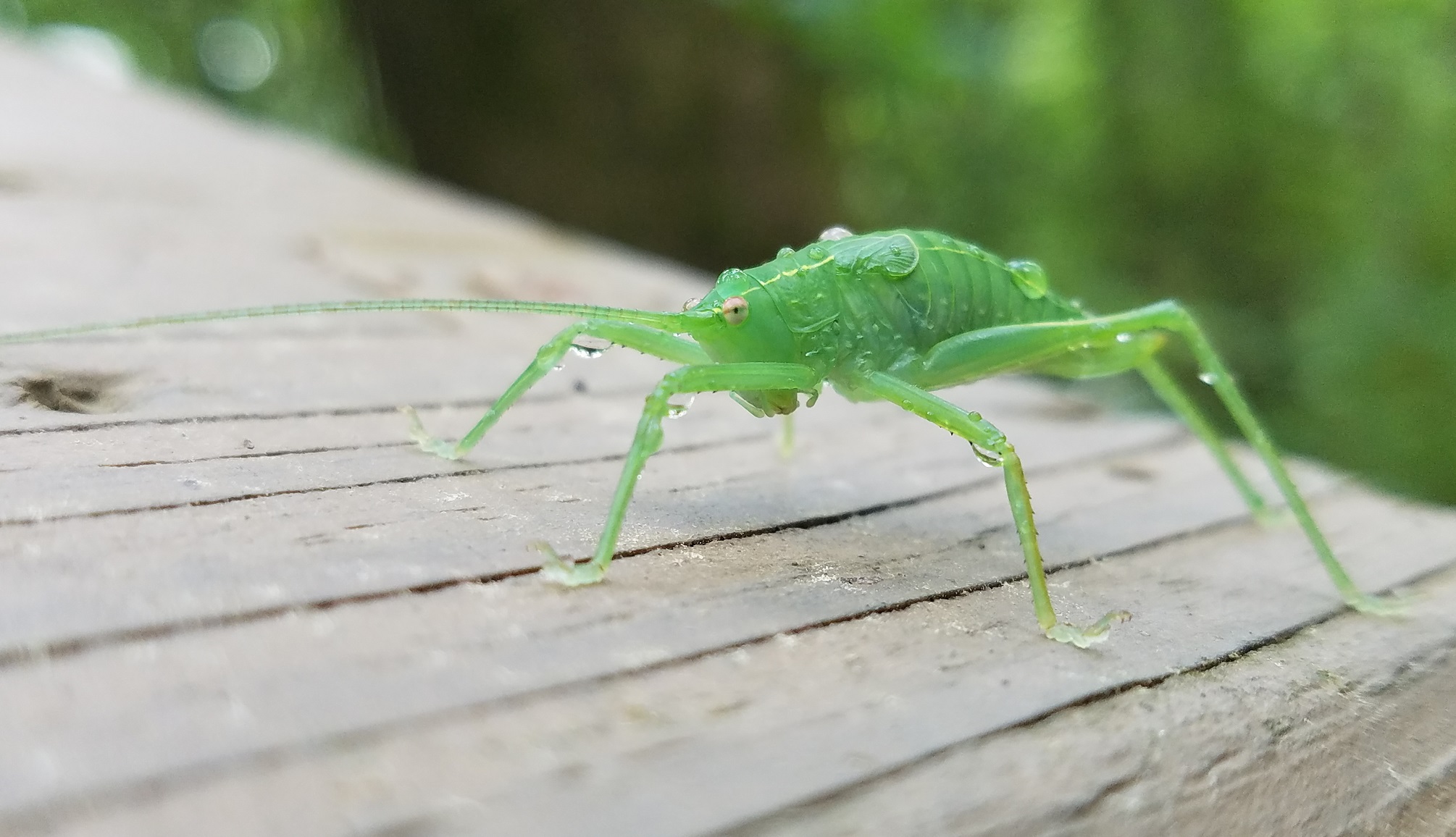 Katydid by Tyler Burgener