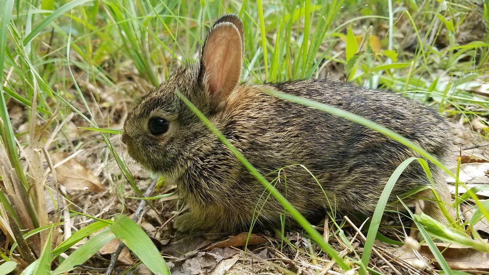 Baby Cottontail by Tyler Burgener