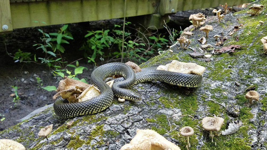 Kingsnake on Log by Tyler Burgener