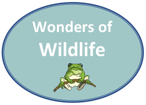 Wonders of Wildlife