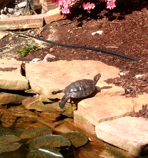 Pond slider basking on rock in sun