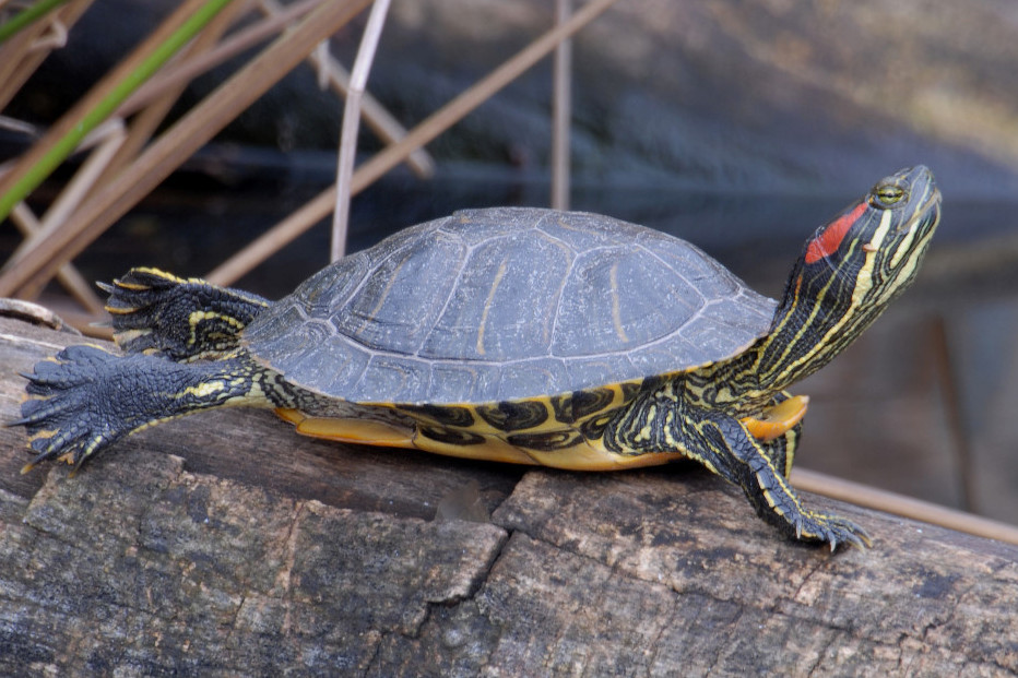 Red-eared Slider