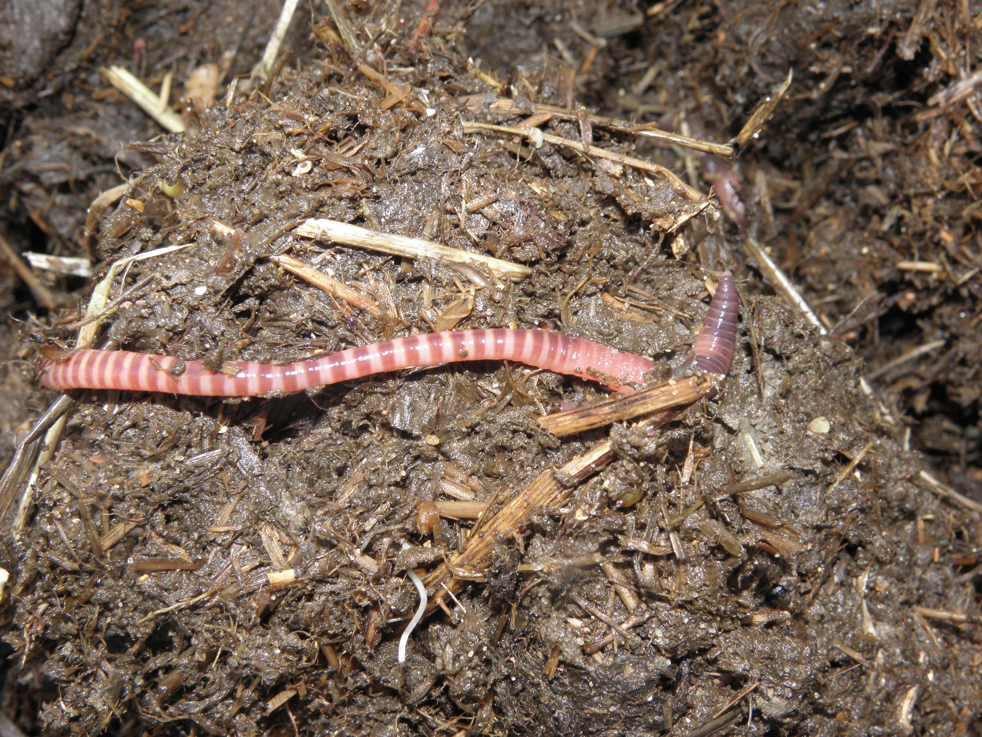 Wonders of Wildlife: Red Wiggler