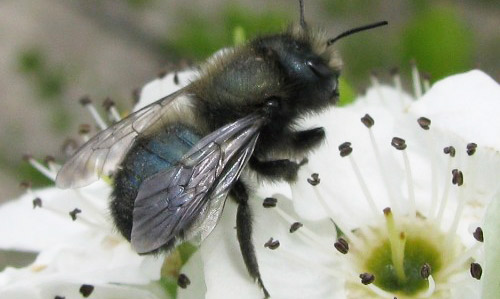 Blue Orchard Bee by University of Florida