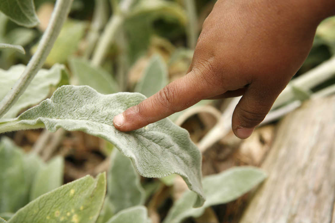 Child touching Lamb's Ear plant