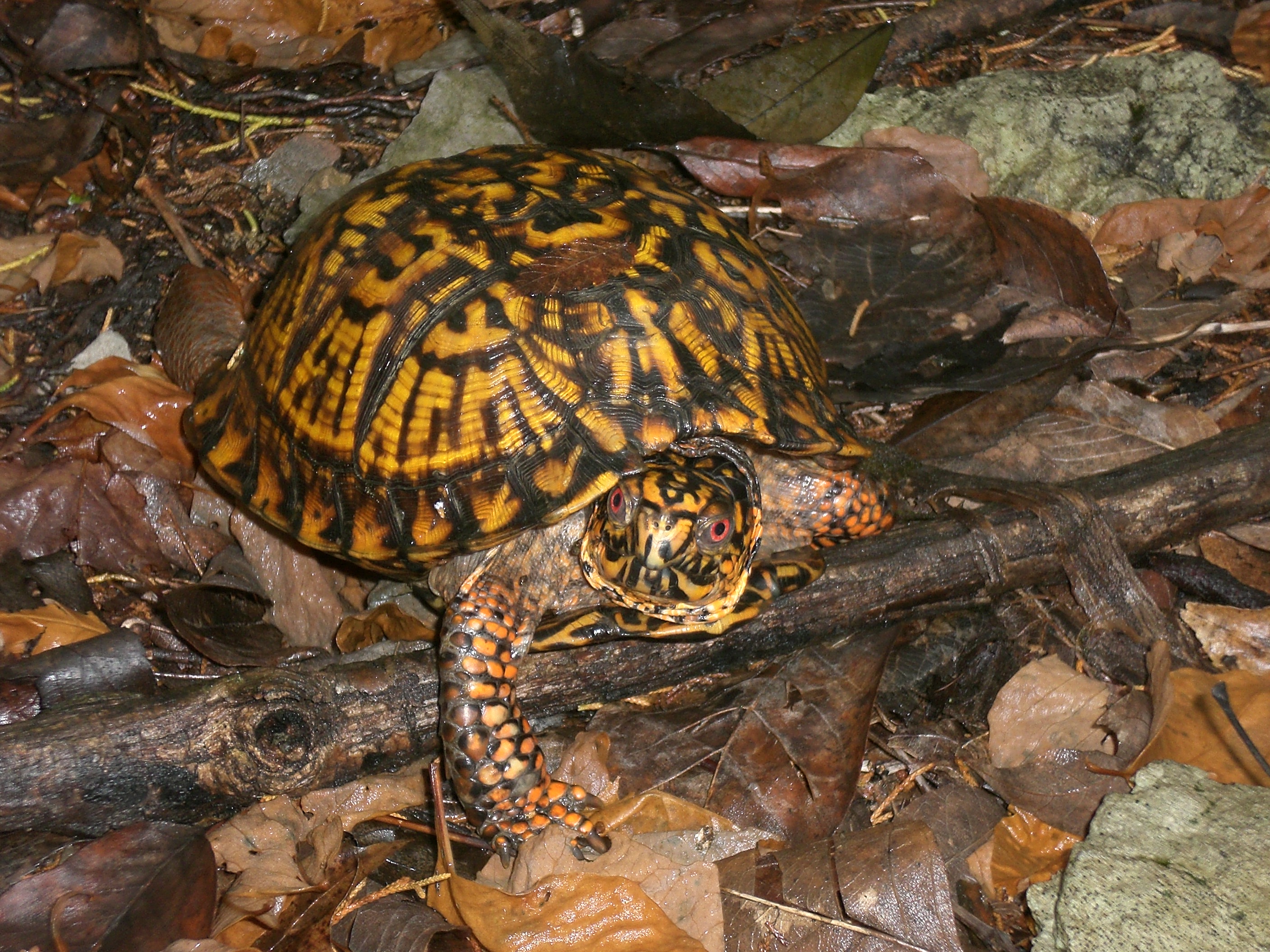 Eastern box turtle pic by C. Threadgill
