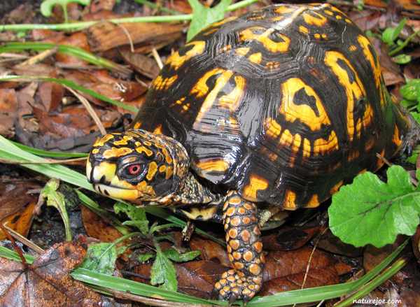 Outdoor Learning Station: Box Turtle Habitat | AWF