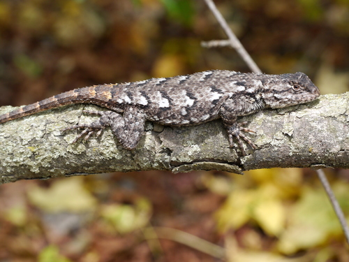 female fence lizard
