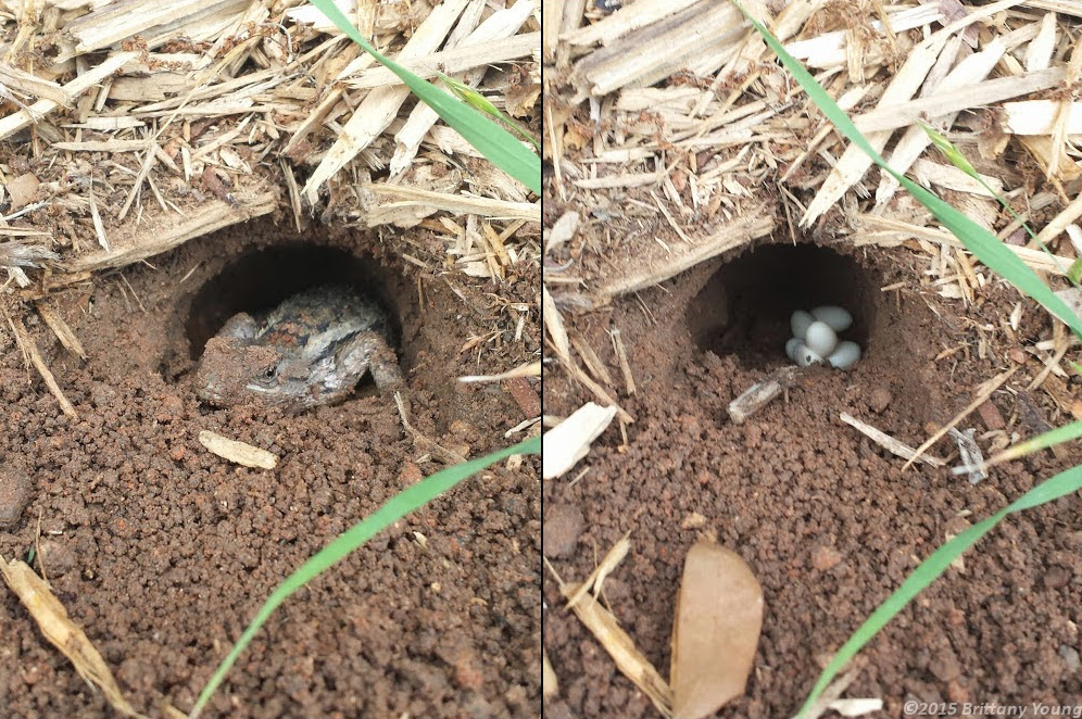 fence lizard nest