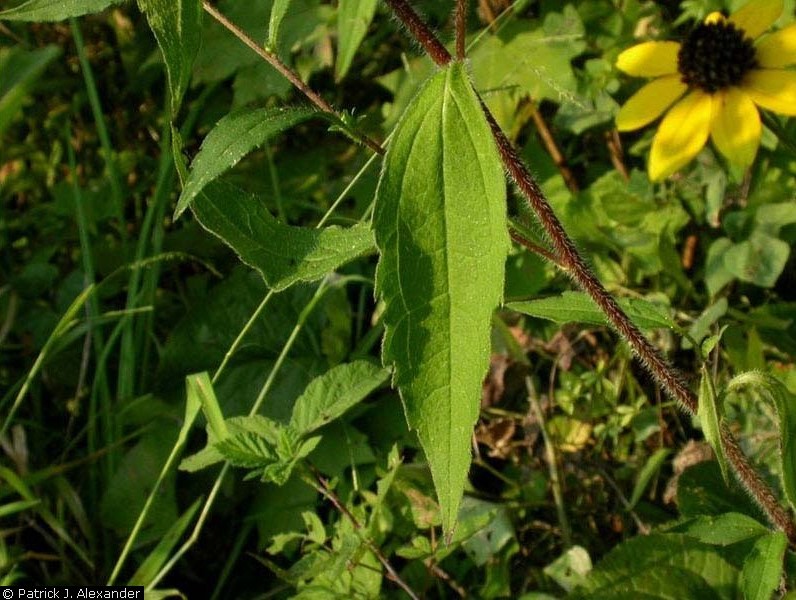 black eyed susan leaf