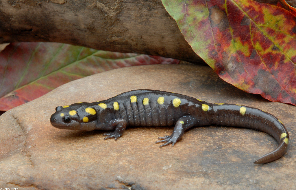 adult spotted salamander
